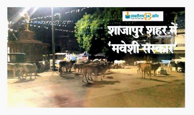 खबरीराम लाइव: शाजापुर में ‘‘मवेशी सरकार’’