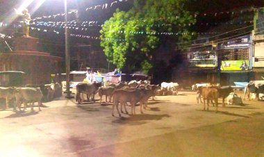 लंपी वायरस का खौफ, शाजापुर कलेक्टर ने जारी किए आदेश