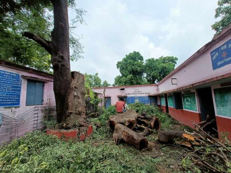 छंटनी के नाम पर उजाड़ दी हरियाली, काट दिया पेड़