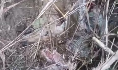 शुजालपुर के रीछोंदा खेड़ा में तेंदुए की दस्तक खेत में मिले मृत हिरण के अवशेष,