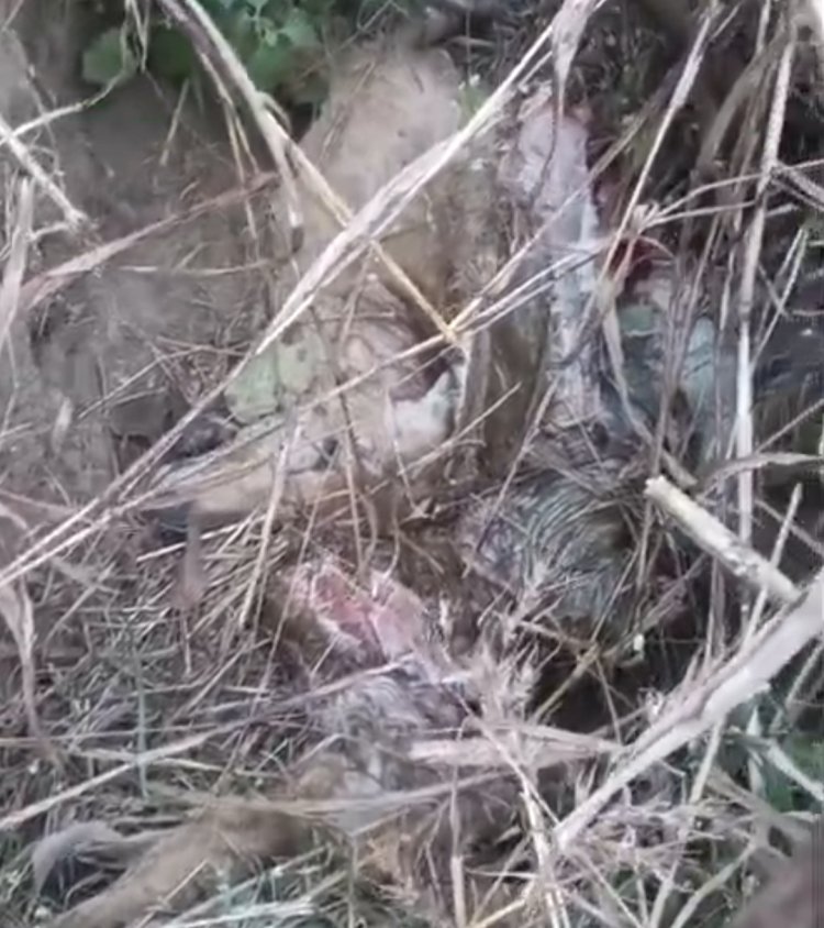 शुजालपुर के रीछोंदा खेड़ा में तेंदुए की दस्तक खेत में मिले मृत हिरण के अवशेष,