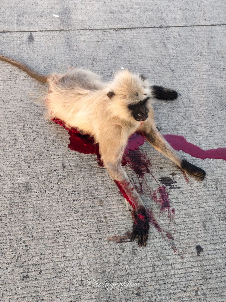 अज्ञात वाहन की टक्कर से बंदर घायल, डायल 112 ने पहुंचाया पशु चिकित्सालय